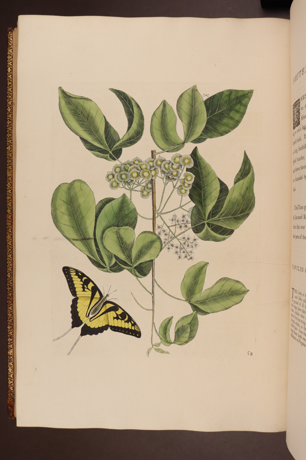 Plate 83